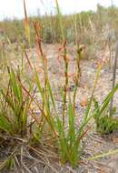 Image of Watsonia amabilis Goldblatt