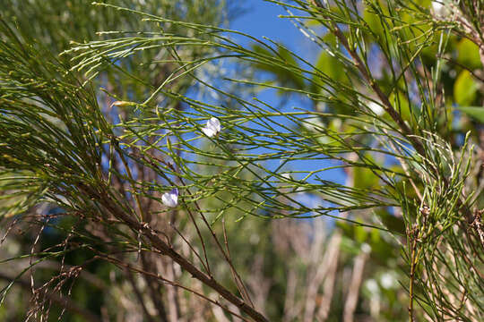 Image of 'Psoralea aphylla complex'