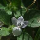 Image of Hypoestes serpens R. Br.