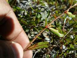 Image of Xerochlamys itremoensis Hong-Wa