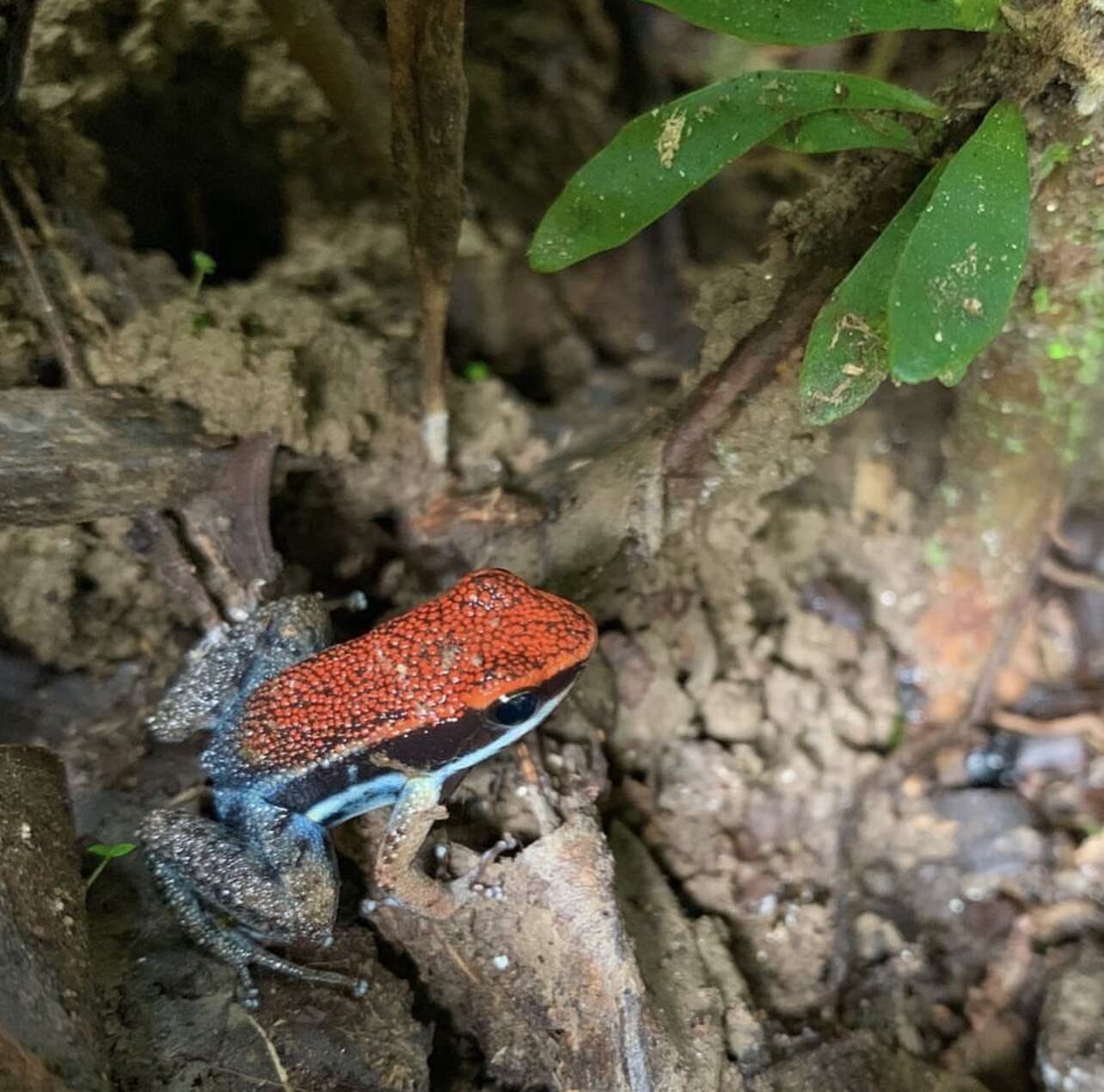 Image of Sanguine Poison Frog