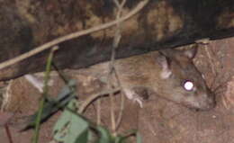 Image of Lesser Rice-field Rat