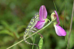 Image of Common African Flap-necked Chameleon