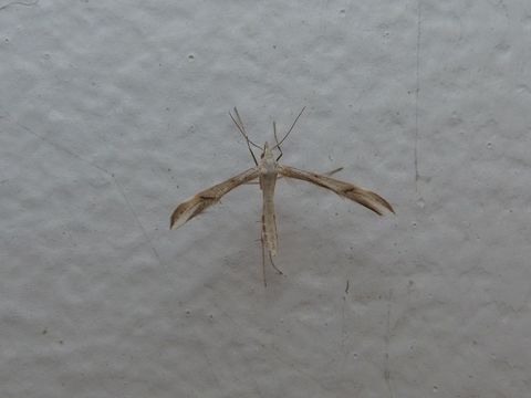 Image of <i>Platyptilia celidotus</i>