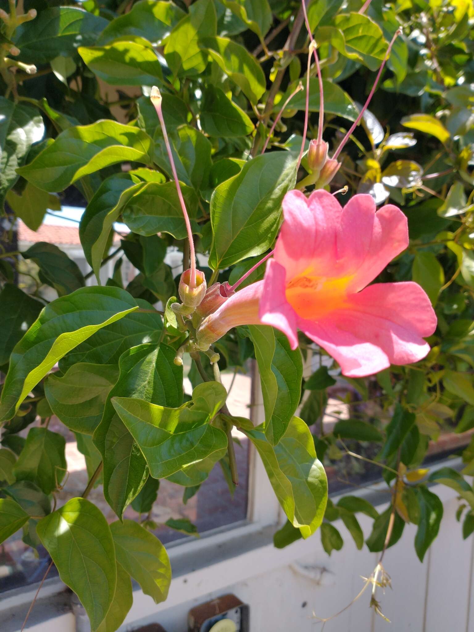 Image of Mexican blood-trumpet