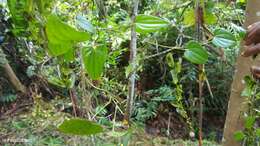 Image of Dioscorea seriflora Jum. & H. Perrier