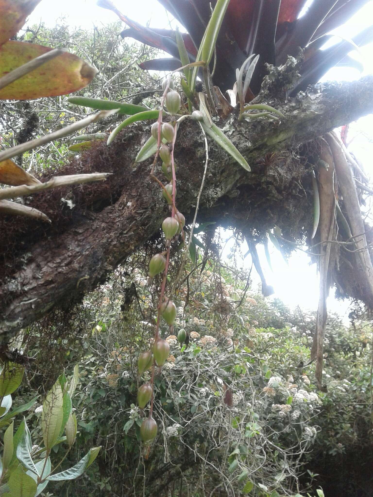 Image of Epidendrum moritzii Rchb. fil.