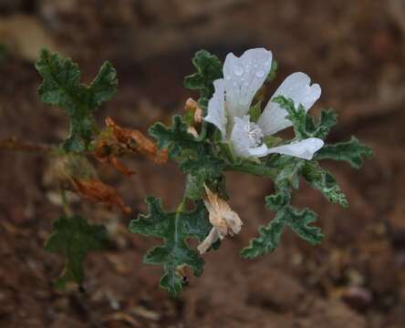 Imagem de Anisodontea dissecta (Harv.) D. M. Bates