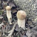 Image de Macrocybe gigantea (Massee) Pegler & Lodge 1998