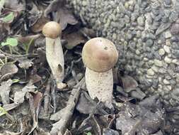 Imagem de Macrocybe gigantea (Massee) Pegler & Lodge 1998