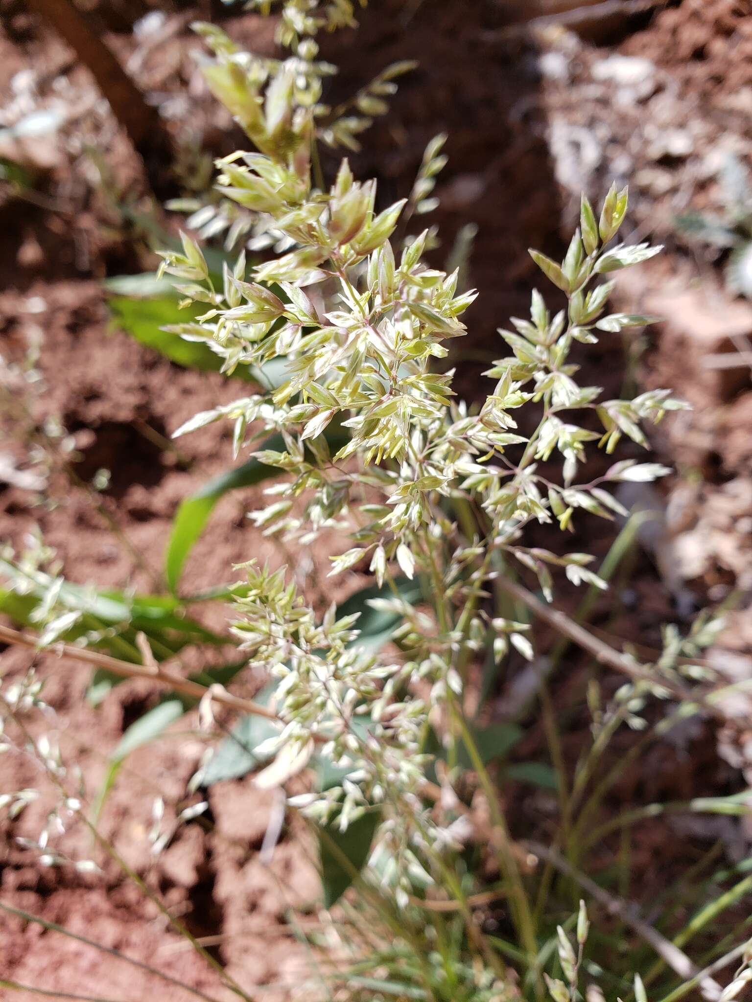 Plancia ëd Poa fendleriana (Steud.) Vasey