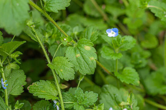 صورة Peronospora agrestis