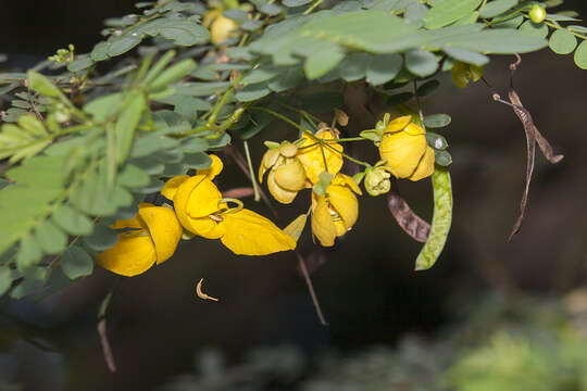 Image de Senna angustisiliqua (Lam.) H. S. Irwin & Barneby