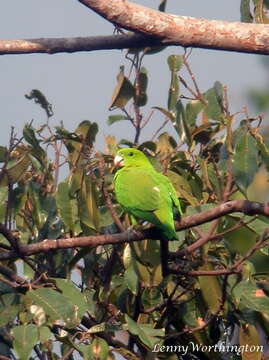 Prioniturus luconensis Steere 1890的圖片