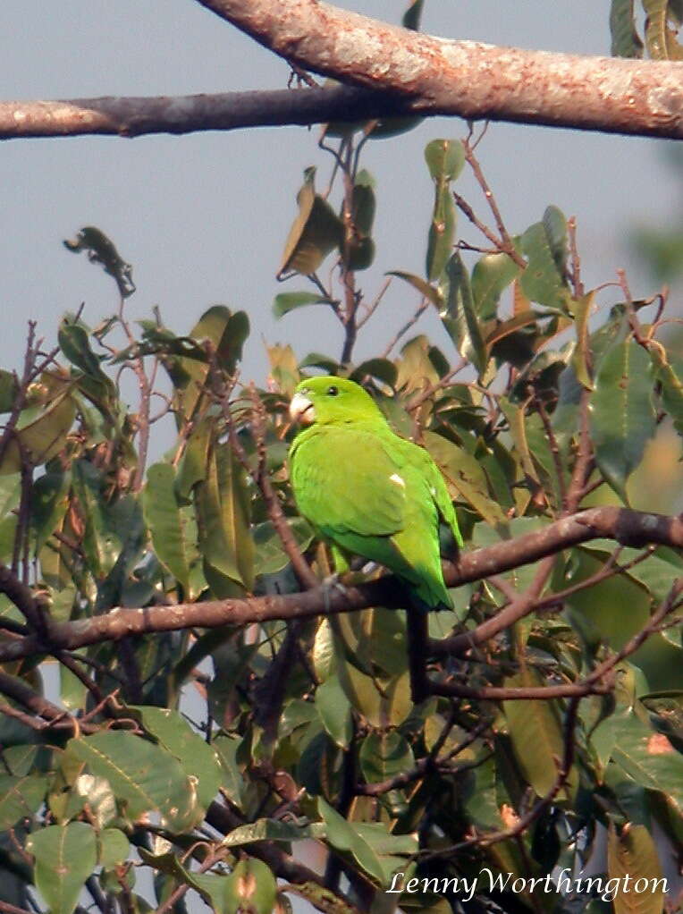 Image of Green Racket-tail