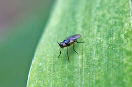 Image of Monochaetoscinella nigricornis (Loew 1863)