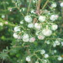 Image of Erica cooperi Bolus