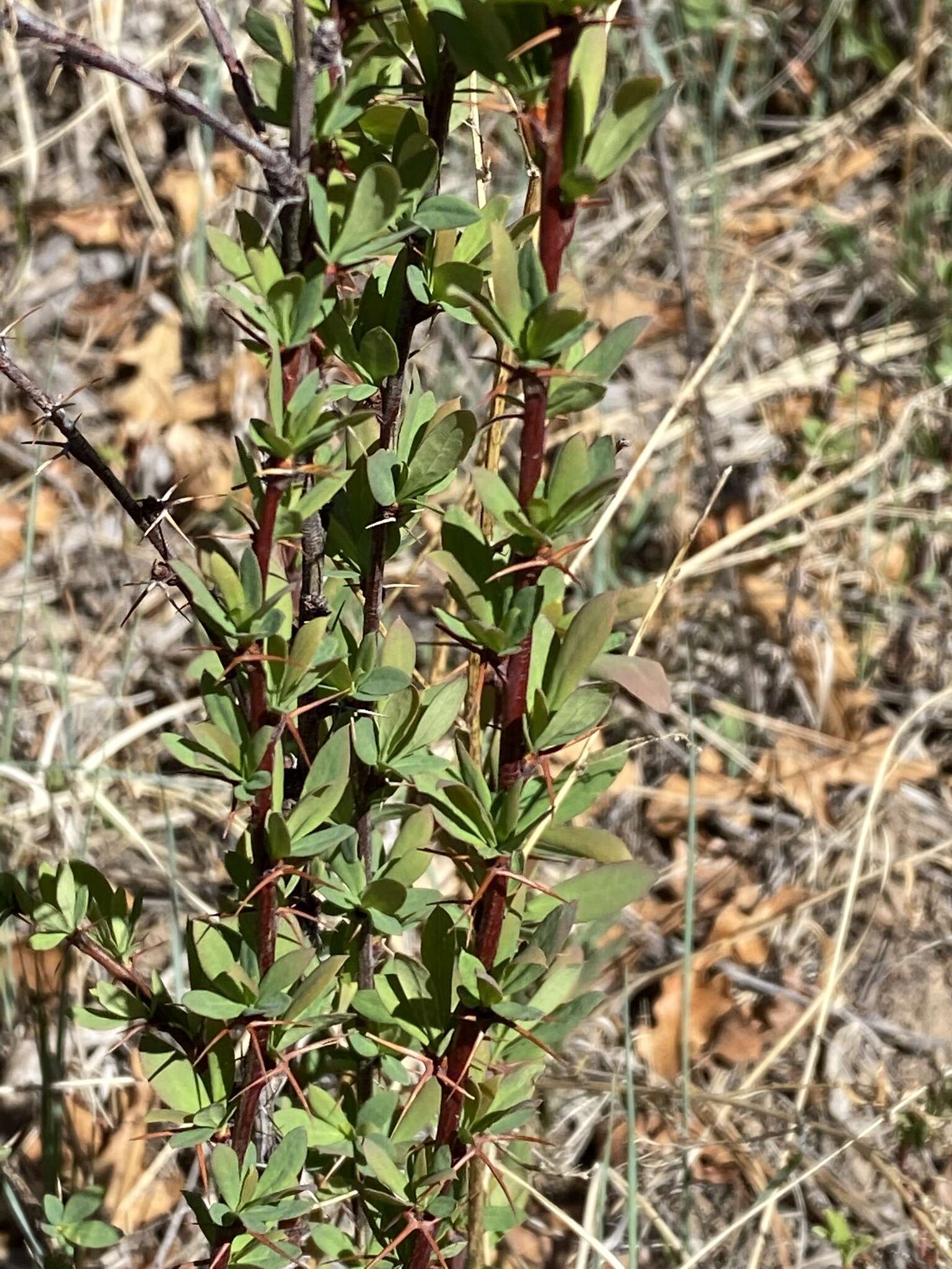 Plancia ëd Berberis fendleri A. Gray