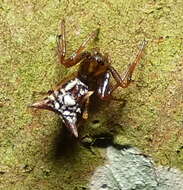 Image of Micrathena evansi Chickering 1960