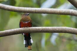 Image of Red-headed Trogon