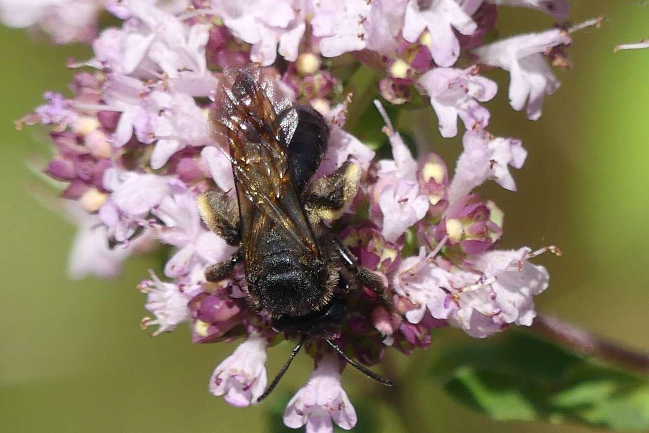 Image of Andrena pilipes Fabricius 1781