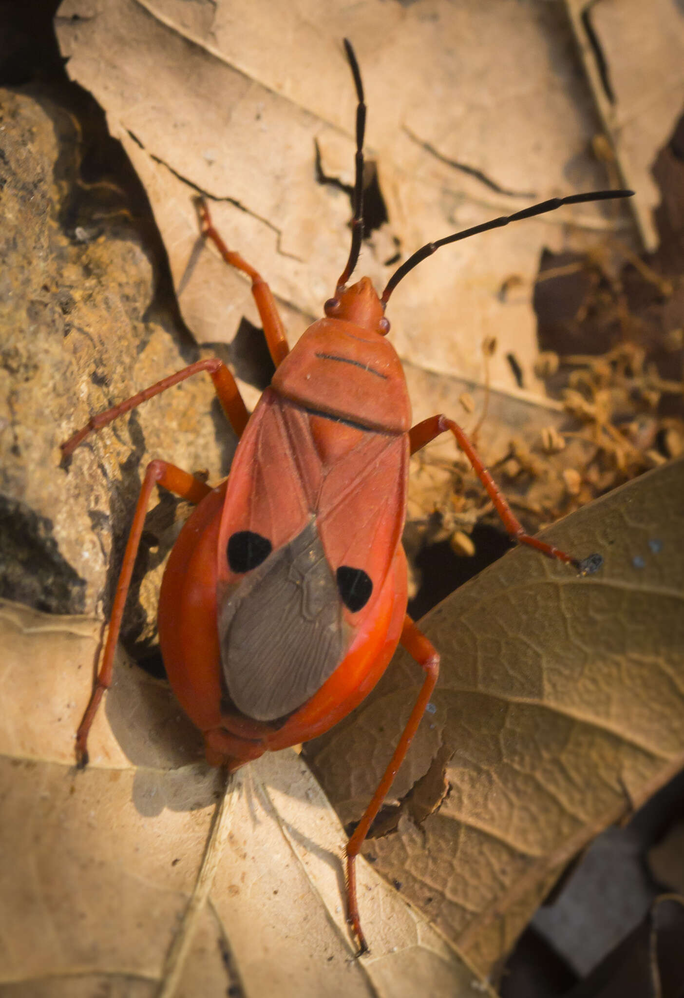 Image of Probergrothius nigricornis