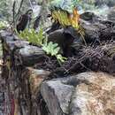 Image de Polypodium cambricum subsp. macaronesicum (Bobrov) Fraser-Jenkins