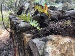 Plancia ëd Polypodium cambricum subsp. macaronesicum (Bobrov) Fraser-Jenkins