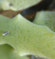 Image of Pinguicula casperiana