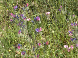 Echium judaeum Lacaita的圖片