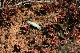 Image of Drimia haworthioides Baker