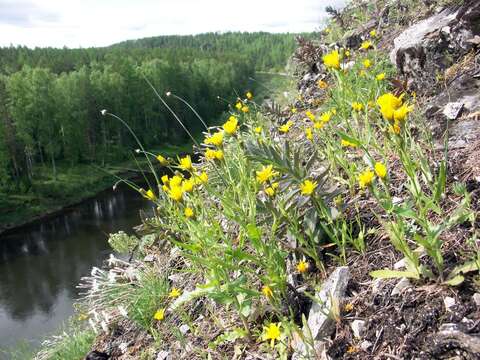 Image of Crepis foliosa Babc.