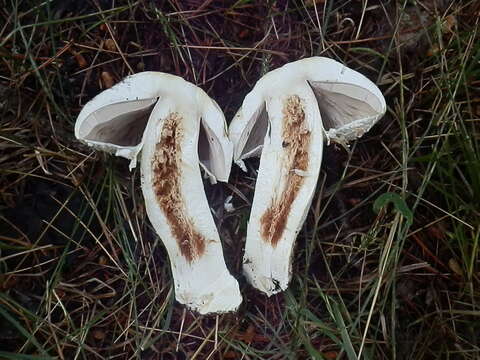 Image of Agaricus gemellatus Kerrigan, L. A. Parra, Cappelli & Weholt 2016