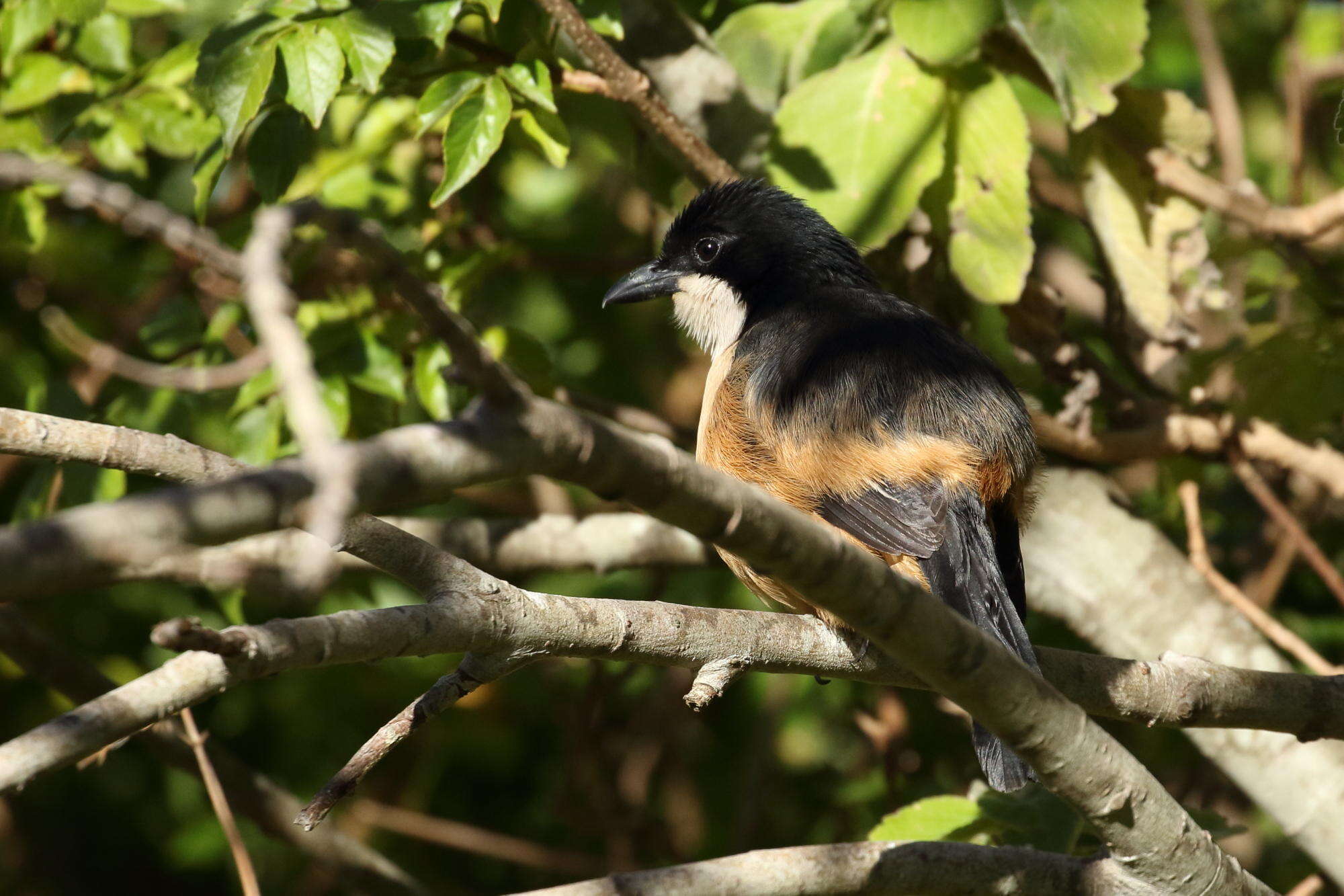 Image de Laniarius ferrugineus ferrugineus (Gmelin & JF 1788)