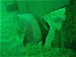 Image of Cortez Angelfish