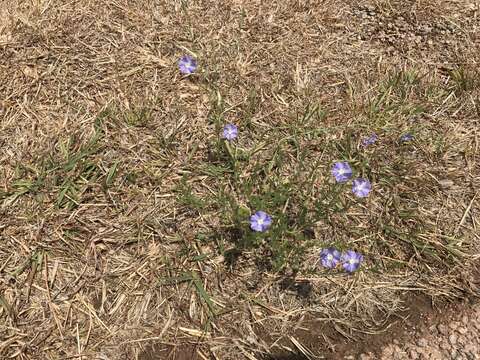 Image of wild dwarf morning-glory