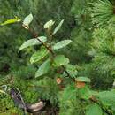 Image of Siberian alder