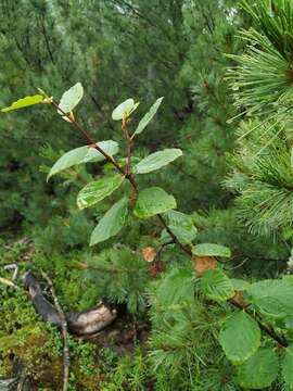 Image of Siberian alder