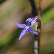 Image of Lobelia gibbosa Labill.