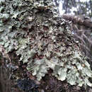 Image of <i>Pseudocyphellaria montagnei</i> (C. Bab.) D. J. Galloway & P. James