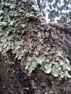 Image of <i>Pseudocyphellaria montagnei</i> (C. Bab.) D. J. Galloway & P. James