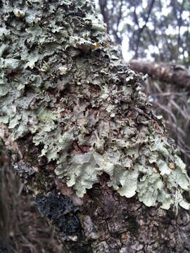 Слика од <i>Pseudocyphellaria montagnei</i> (C. Bab.) D. J. Galloway & P. James