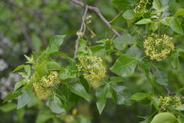 Image of common hoptree