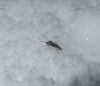 Tinginotum perlatum Linnavuori 1961的圖片