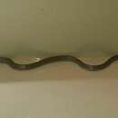 Image of Semiornate Smooth Snake