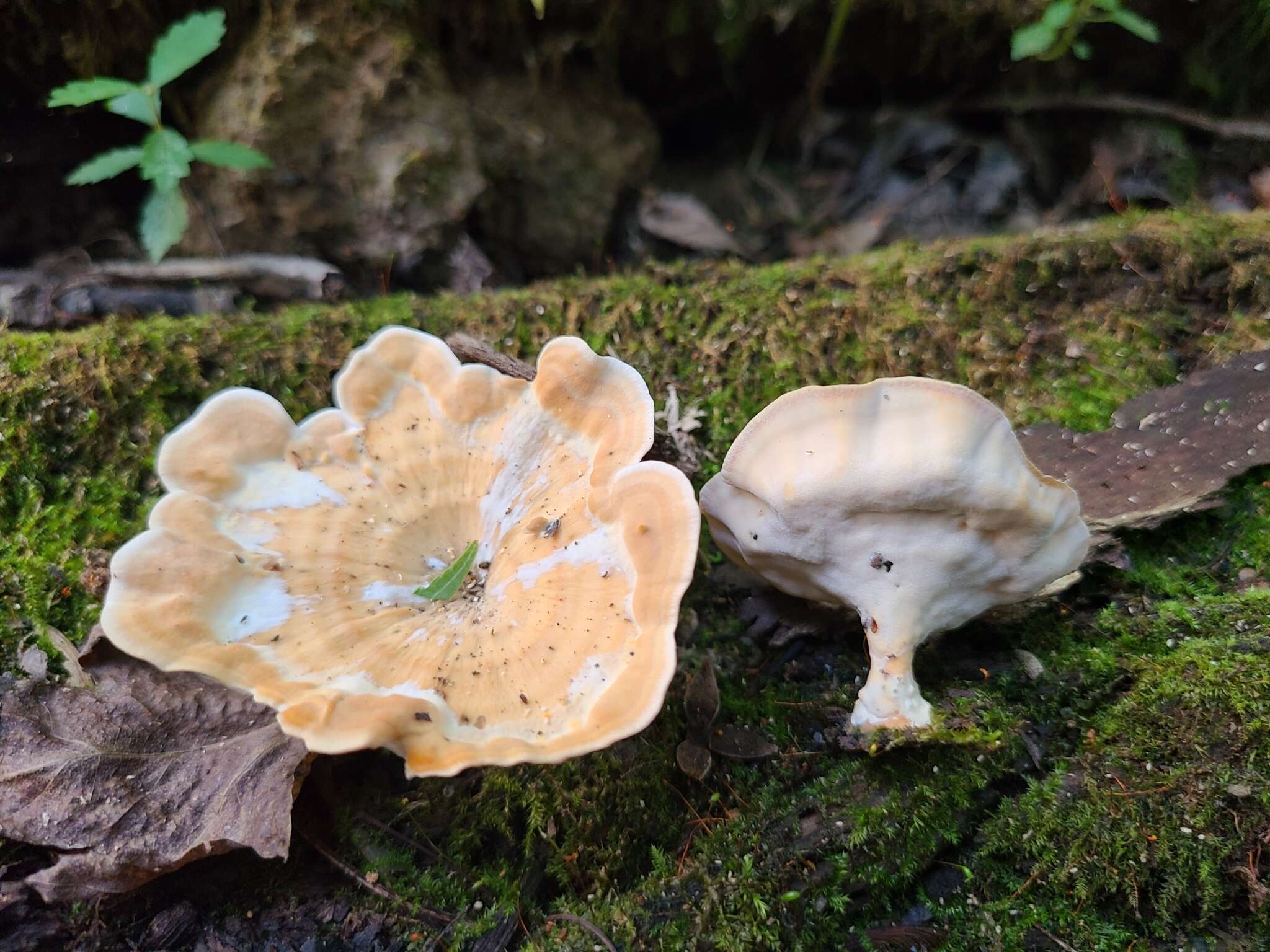 Microporellus resmi