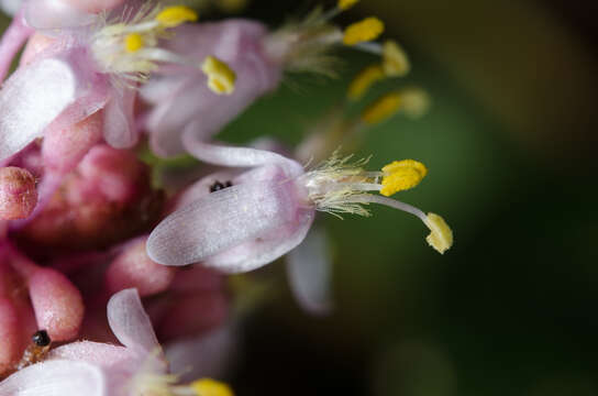 Image of Palisota alboanthera