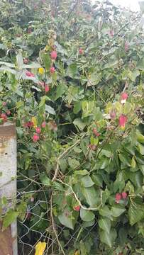 Image of trailing abutilon