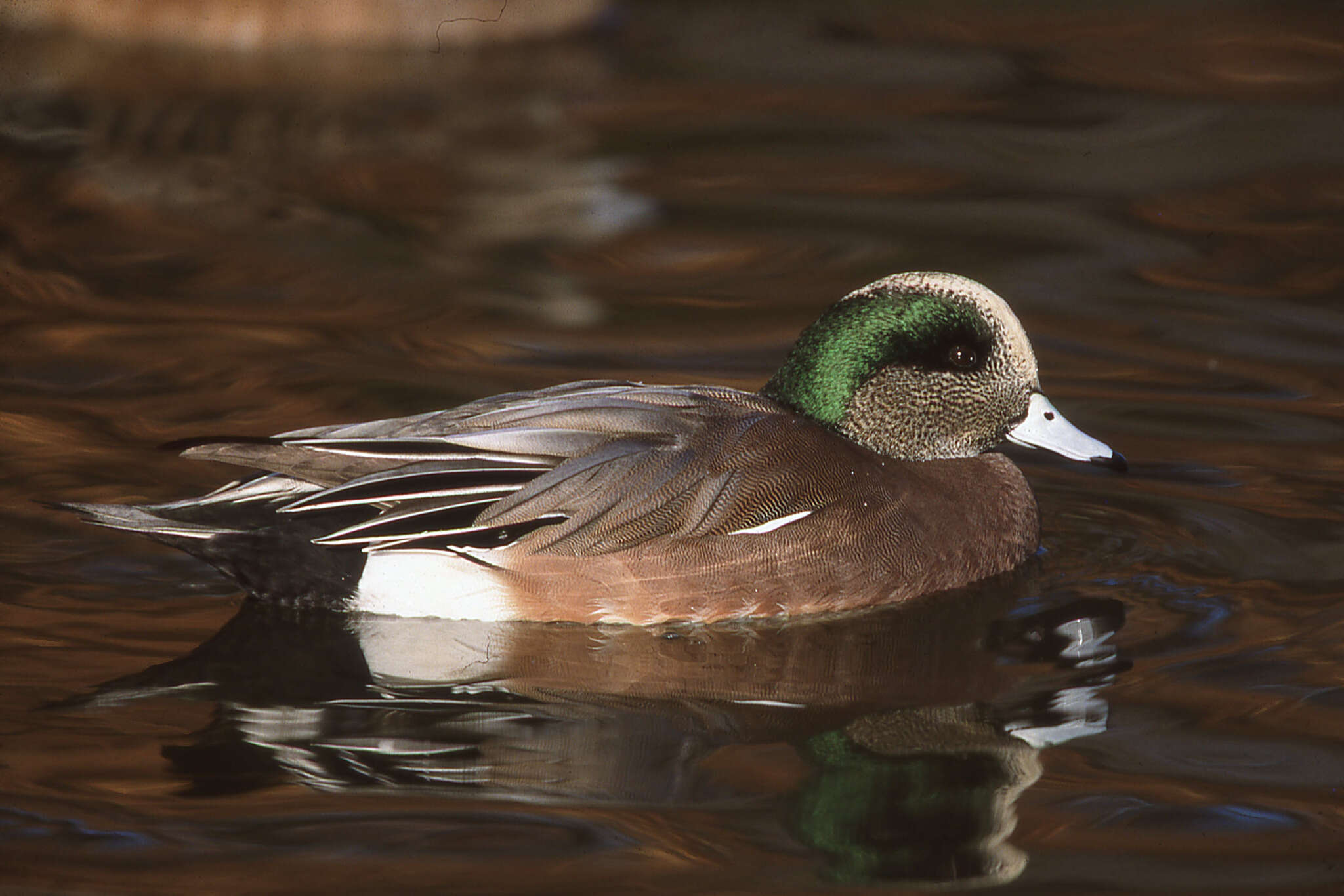 Image of American Wigeon