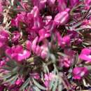 Image de Oxytropis aciphylla Ledeb.